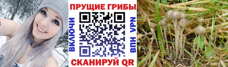 Галлюциногенные грибы Psilocybe  Каменск-Шахтинский 